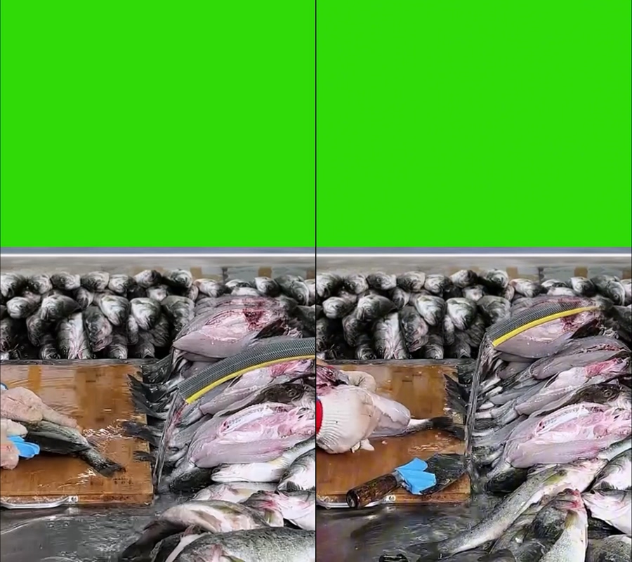 海鲈鱼海鲜鲈鱼出境直播绿幕视频