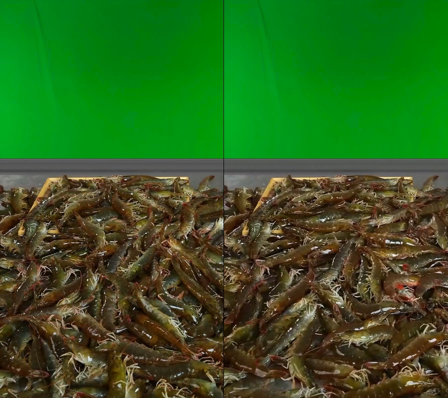 无缝循环大虾视频海洋大虾绿幕直播视频绿幕直播背景