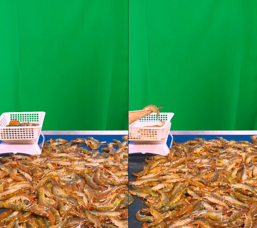 大虾现场称秤海洋大虾野生大虾对虾绿幕直播视频