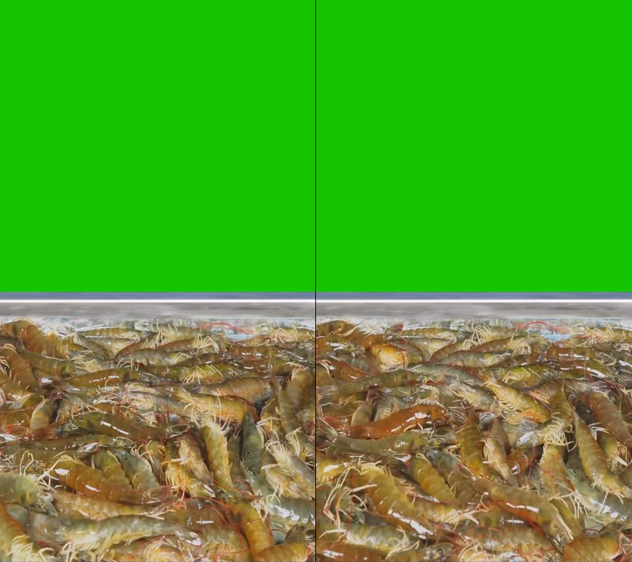 虾大虾海捕大虾对虾绿幕直播视频