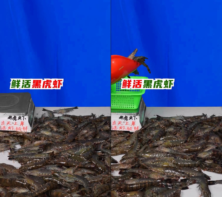 老虎虾大虾特写称重直播前景纯蓝底幕绿幕