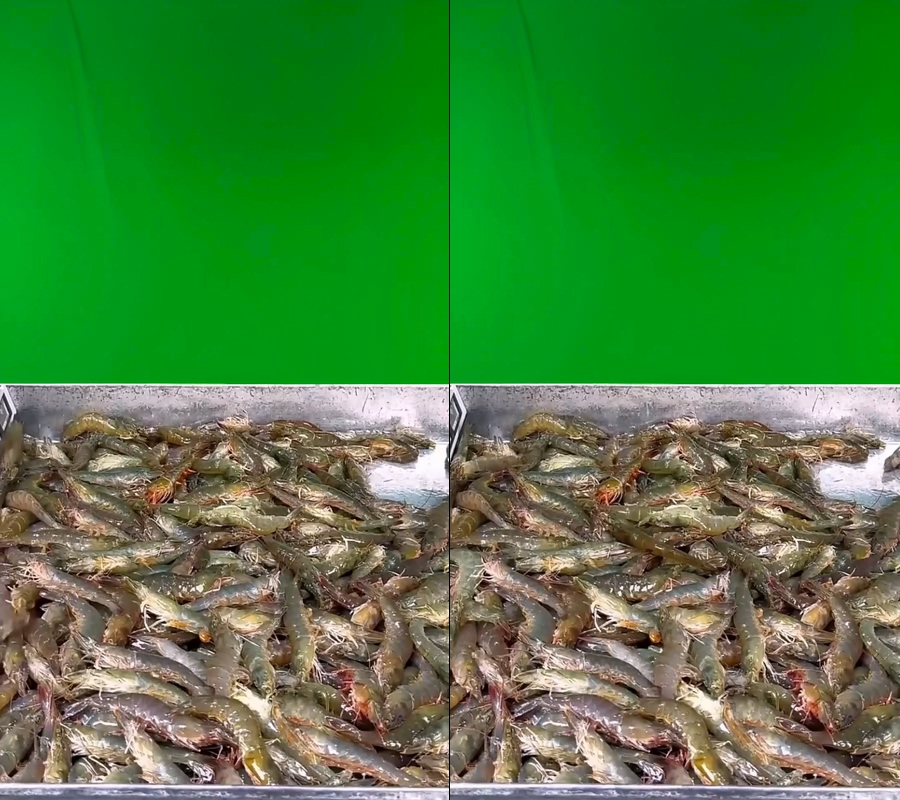 大虾海洋大虾野生大虾对虾绿幕直播视频