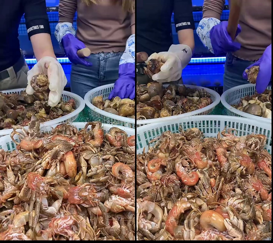 寄居蟹怪虾虾怪直播视频