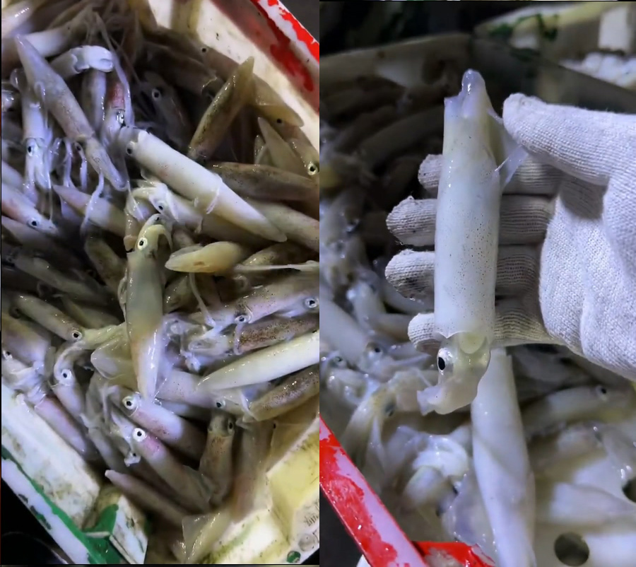 笔管鱿鱼户外市场直播