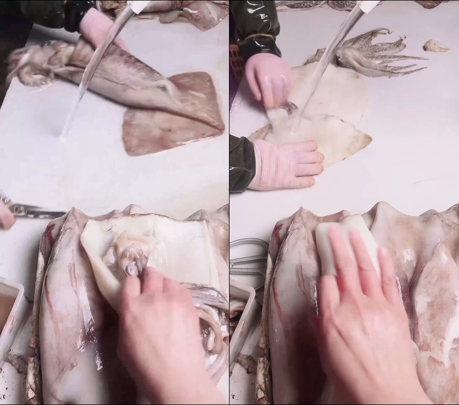 大鱿鱼鱿鱼清洗直播视频鱿鱼