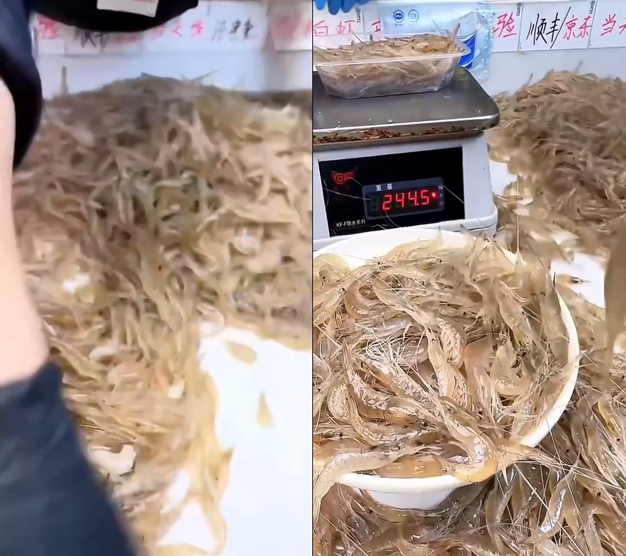 野生小海虾现场打包现场称秤直播