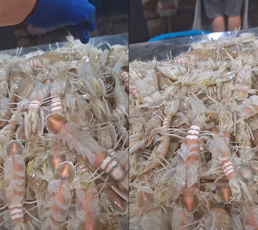 海鲜皮皮虾虾婆不露脸直播视频