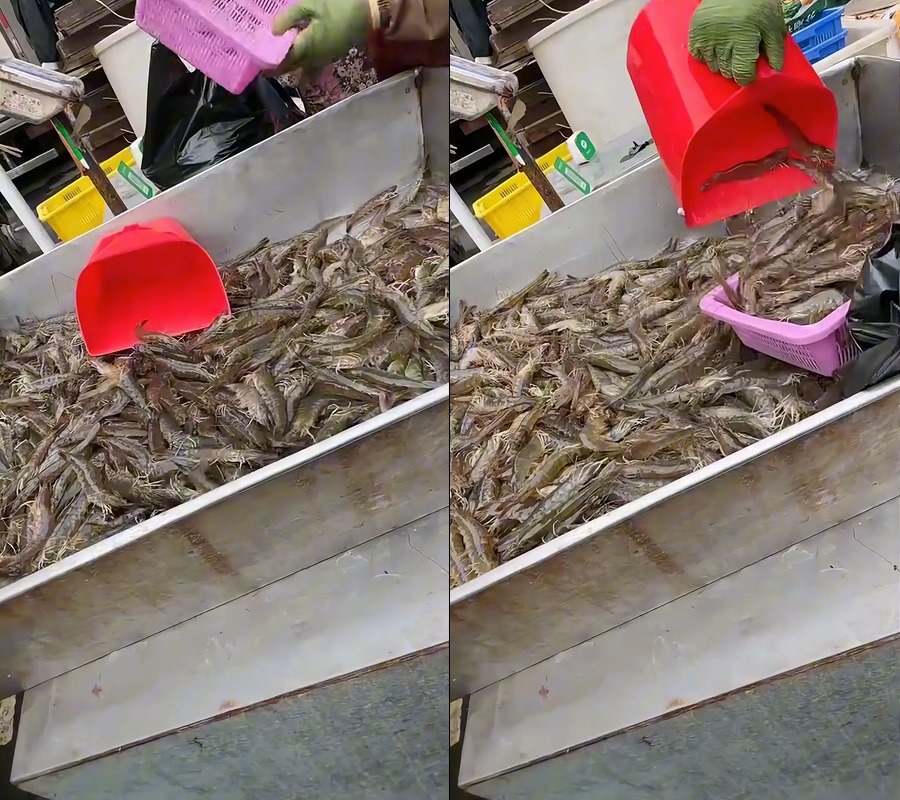大虾不露脸视频