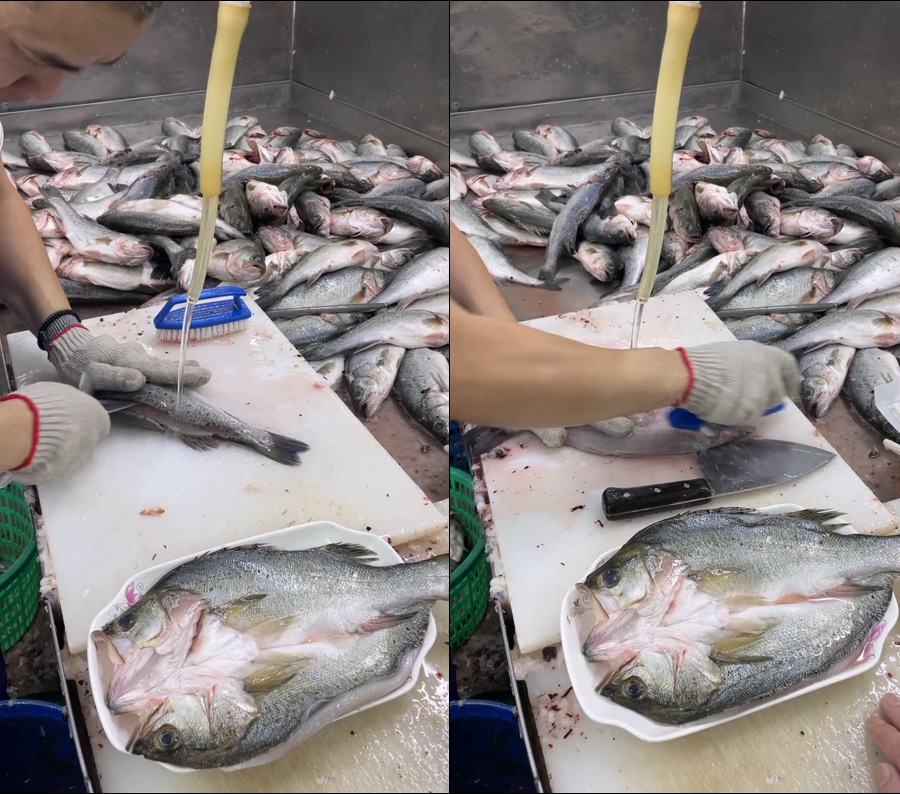 海鲈鱼现场清洗直播视频背景视频
