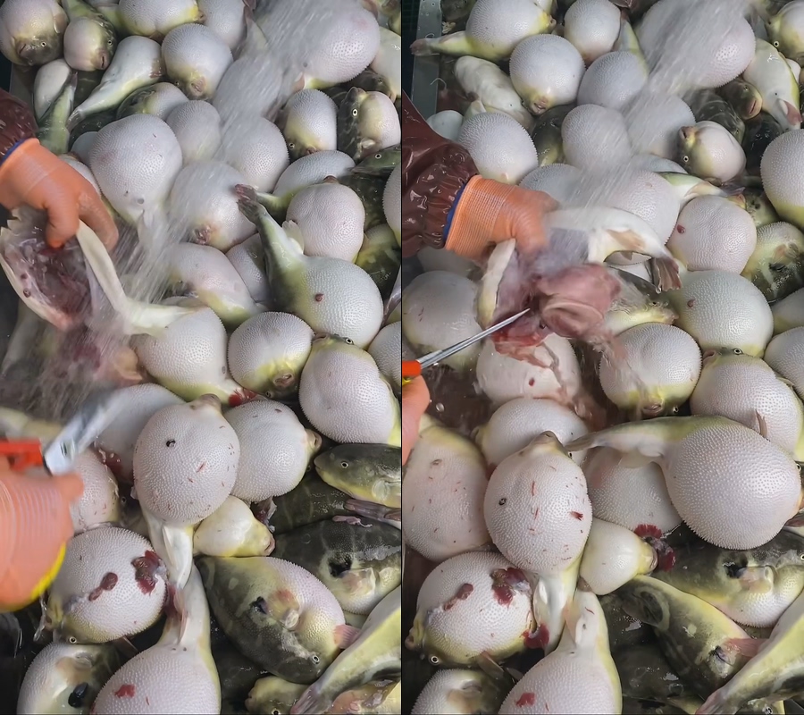 鲜活河豚清理直播视频