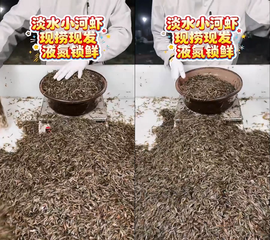 淡水小河虾小虾直播视频