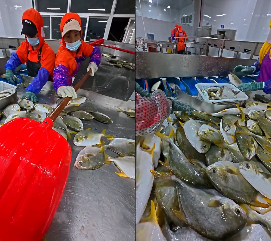 金鲳鱼工厂处理视频直播背景视频