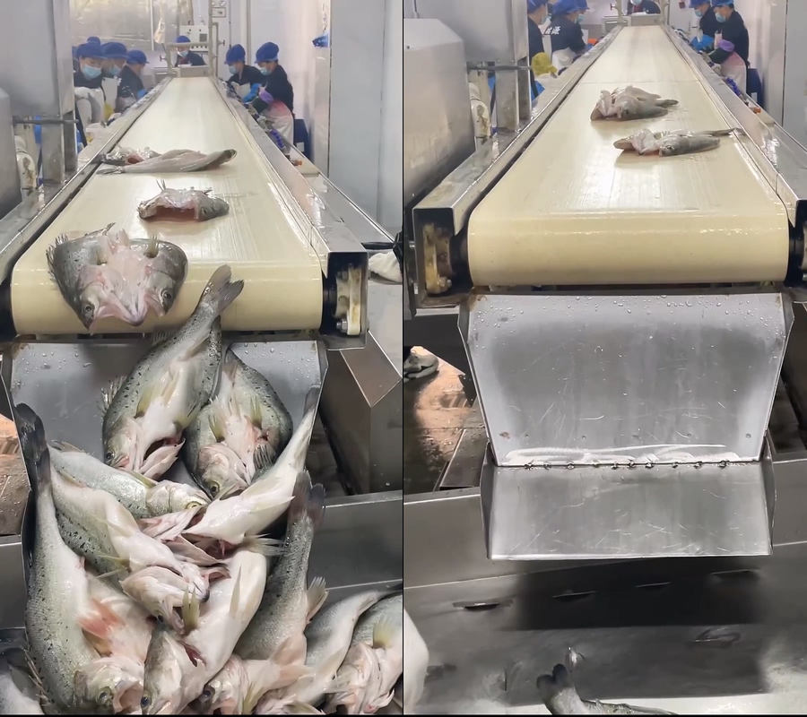 海鲜鲈鱼海鲈鱼生产线工厂直播视频