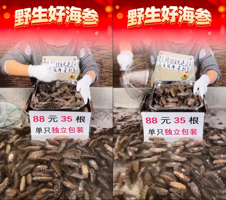 海参直播视频下载