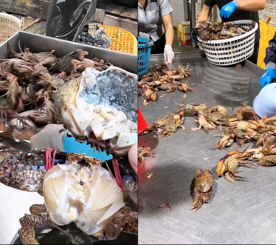 黑金刚蟹海蟹石蟹直播视频