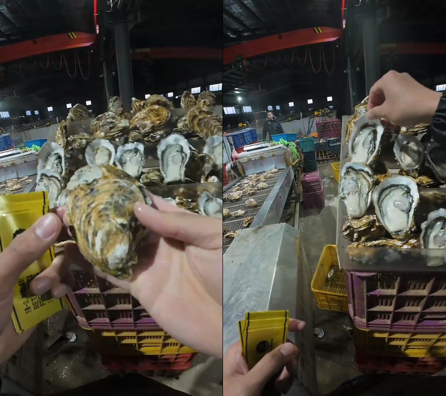 生蚝工厂流水线直播 视频
