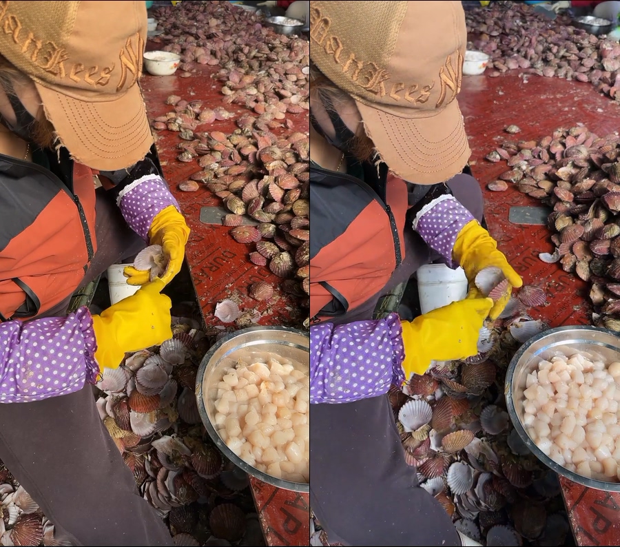 扇贝柱元贝现场直播视频