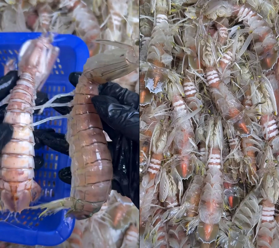 皮皮虾虾婆-不露脸直播视频