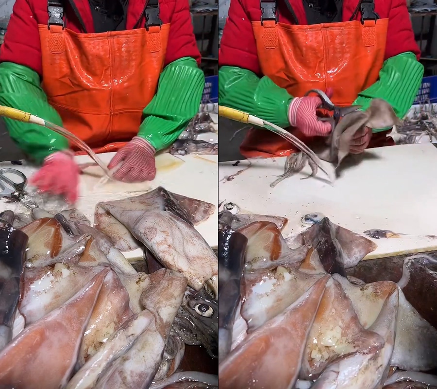 海鲜大鱿鱼鱿鱼清洗直播视频