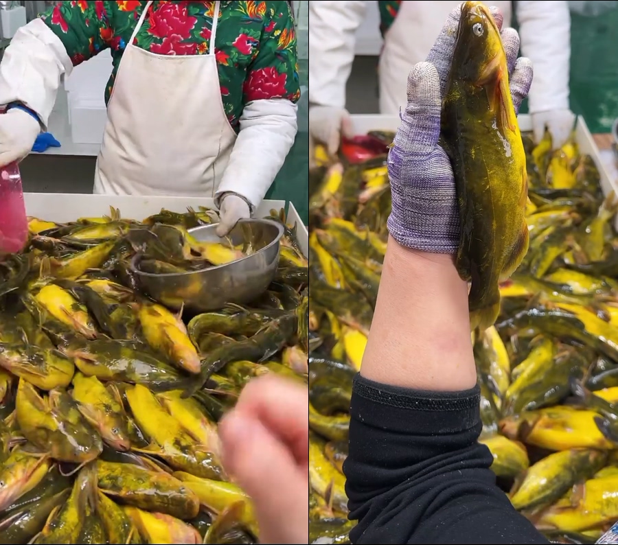 黄骨鱼黄辣丁苗刺鱼昂刺鱼直播视频