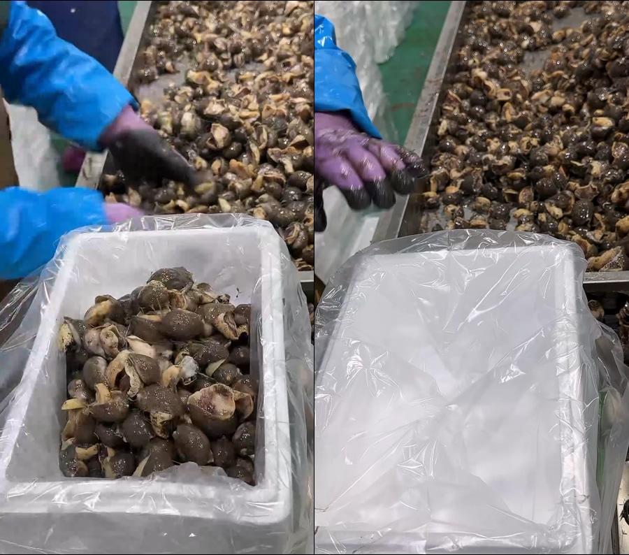 老婆脚鲍螺假鲍鱼直播视频