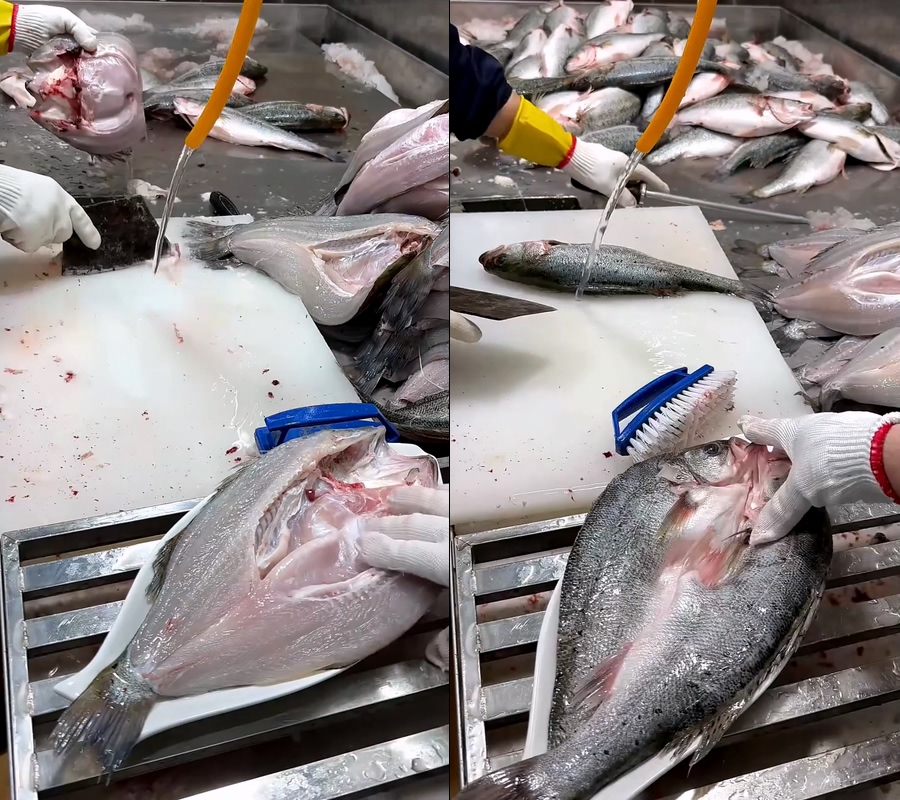 海鲈鱼鲈鱼现场清理直播视频
