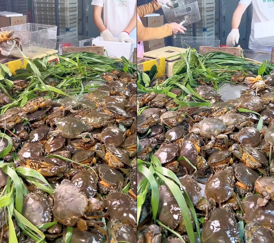 无缝循环红膏蟹青蟹大青蟹红鲟膏蟹