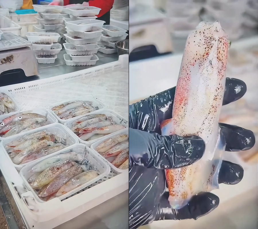 鱿鱼笔管小鱿鱼直播视频