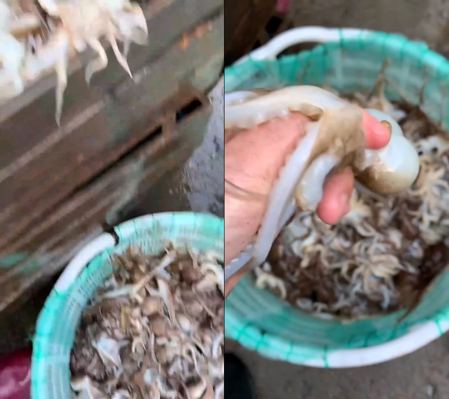 无缝循环八爪鱼鱿鱼市场分拣直播视频