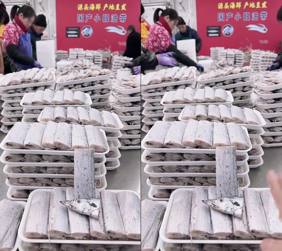 带鱼小眼油带整条带鱼视频直播视频