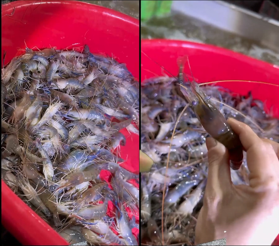 罗氏虾沼虾大虾现场工厂分拣直播视频