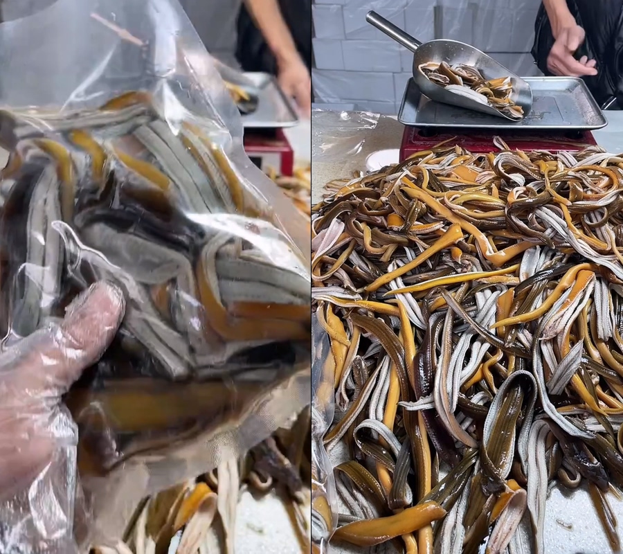 黄鳝丝鳝鱼丝半无人直播视频