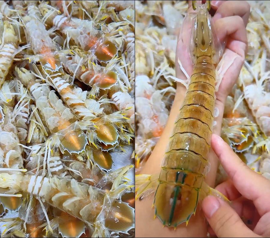 皮皮虾虾婆背景视频直播视频