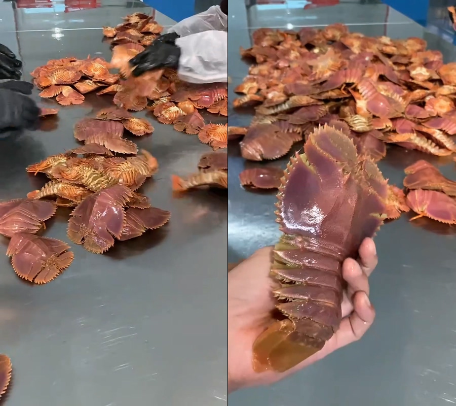 琵琶虾直播视频