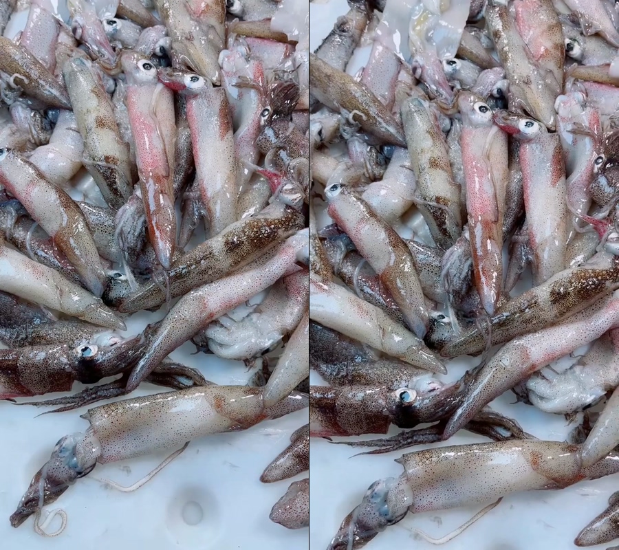 笔管鱿鱼直播视频