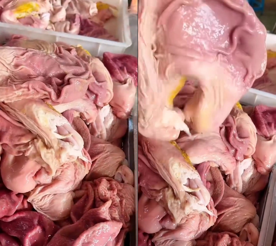 猪肚整个猪肚不露脸直播视频