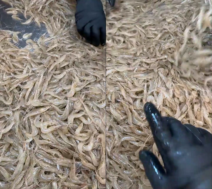 小白虾野生小海虾小虾