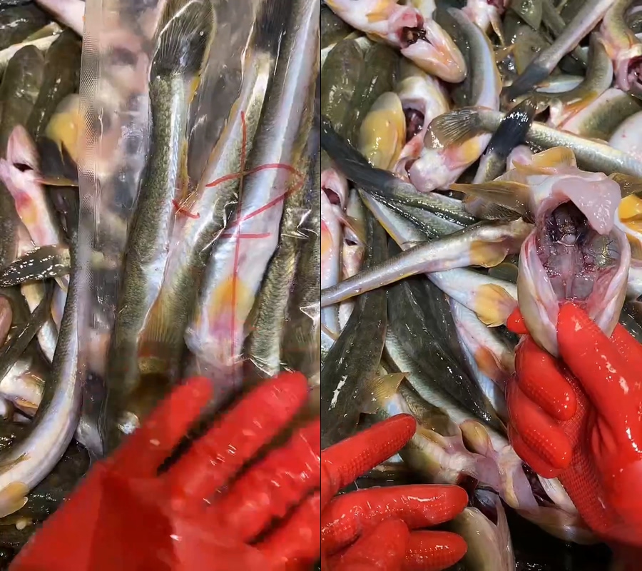 沙光鱼直播背景视频