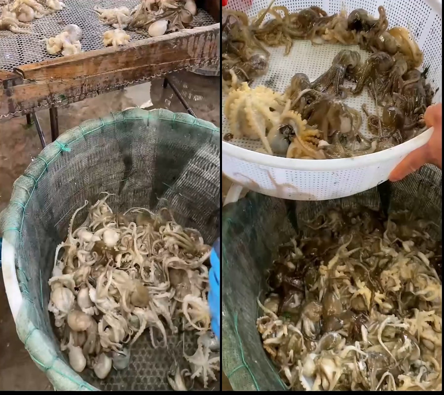 八爪鱼鱿鱼市场分拣直播视频