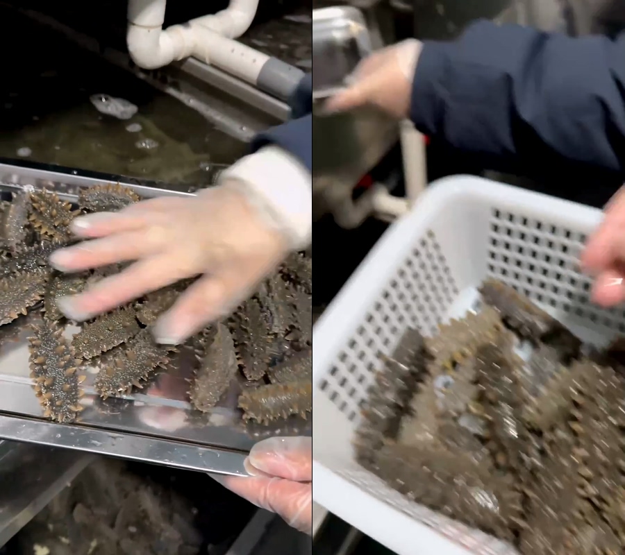 海参鲜食海参即食海参直播视频