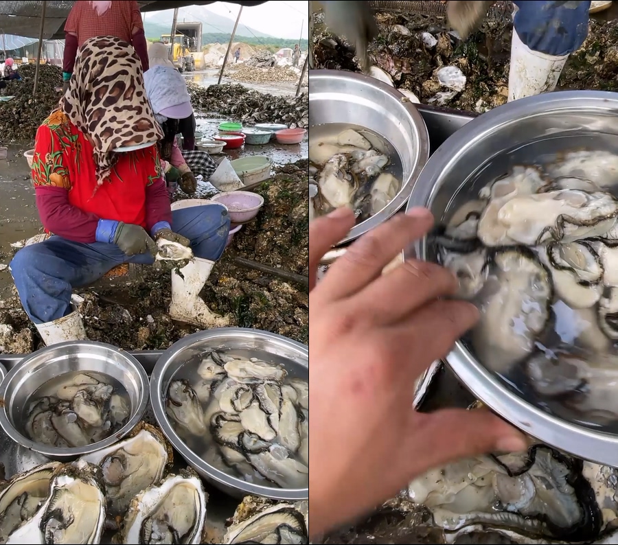 海鲜生蚝肉原浆生蚝肉现场处理直播视频