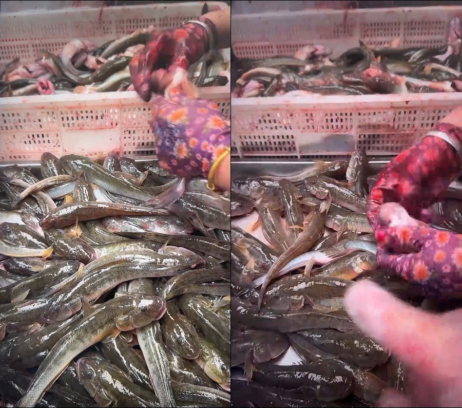 沙光鱼活沙光鱼清理直播视频