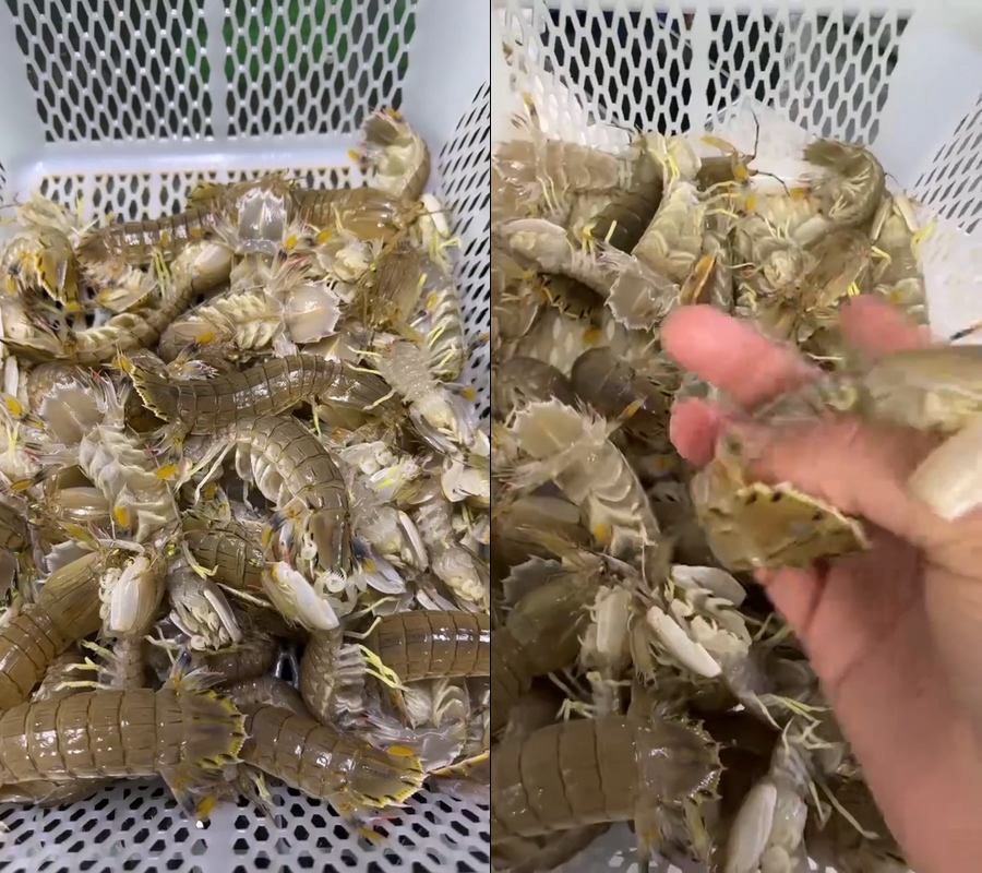 海鲜皮皮虾虾婆不露脸直播视频老虎虾半无人