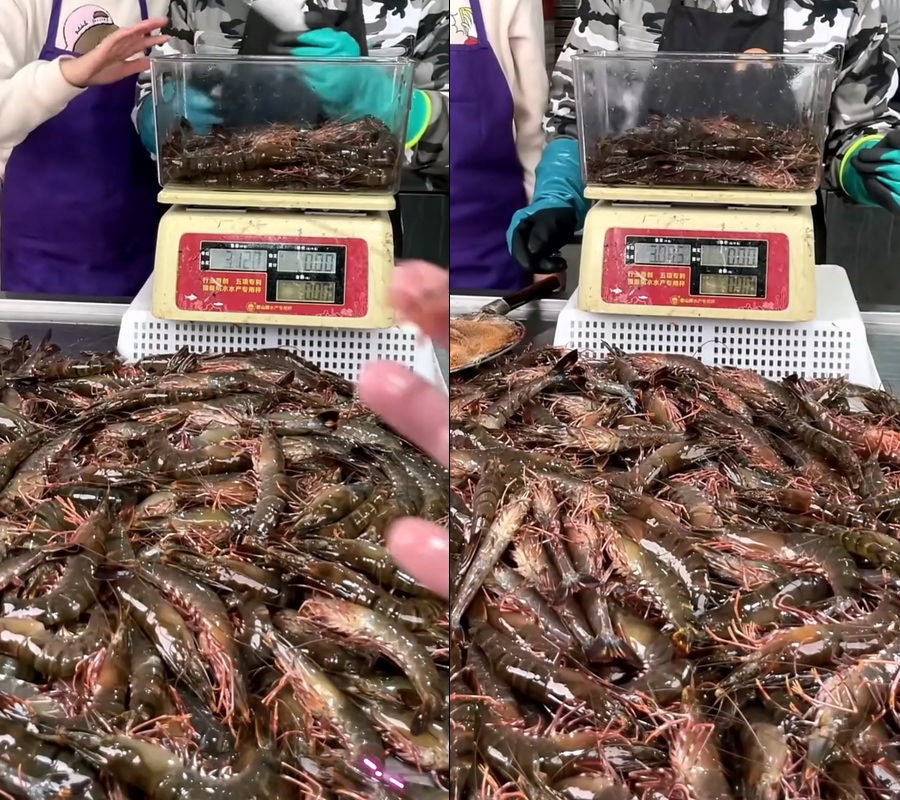 海捕大虾老虎虾黑虎虾野生大虾野生黑虎虾