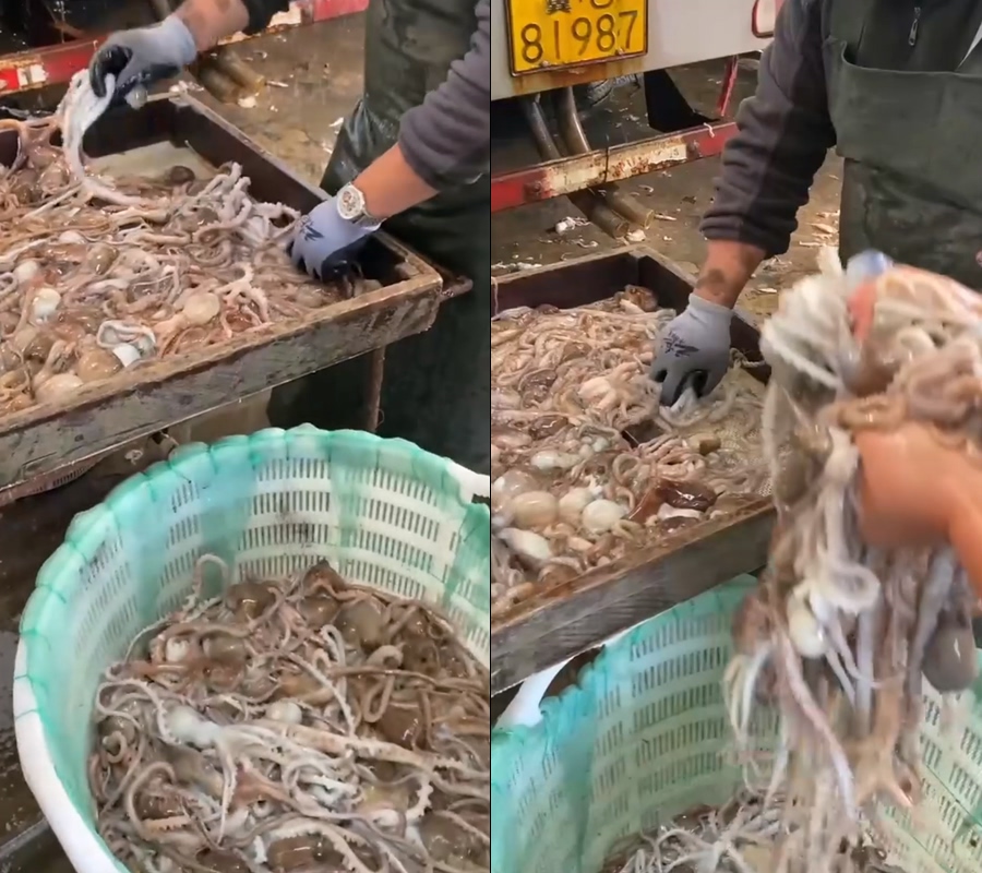 八爪鱼鱿鱼码头直播视频