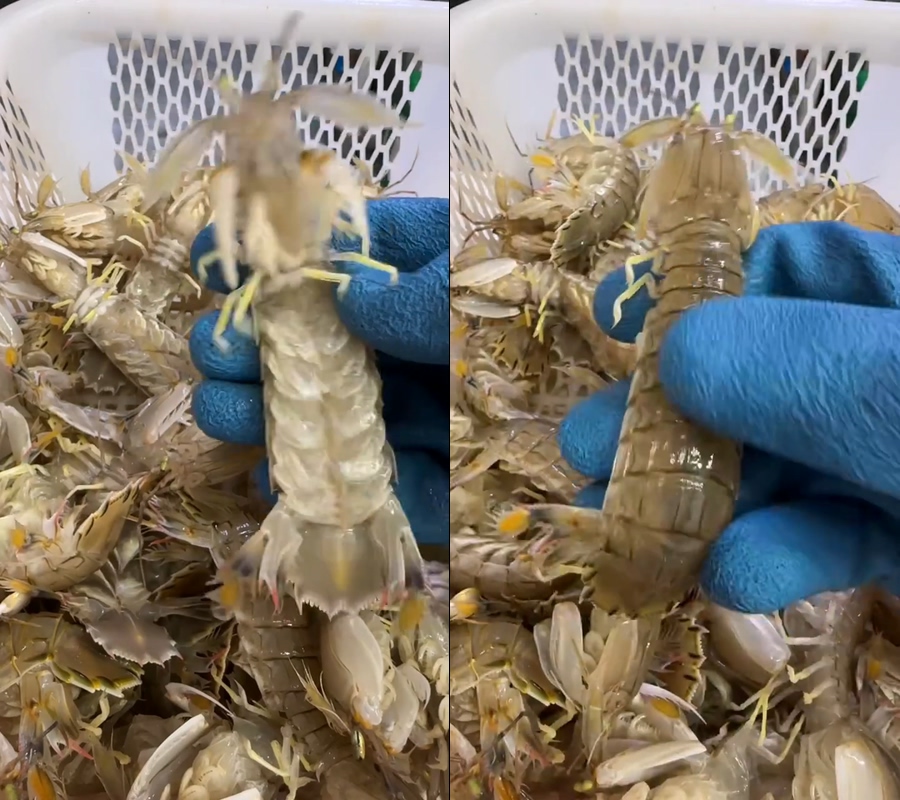 皮皮虾视频虾婆-不露脸直播视频