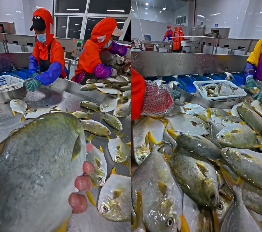 无缝循环视频金鲳鱼工厂直播视频