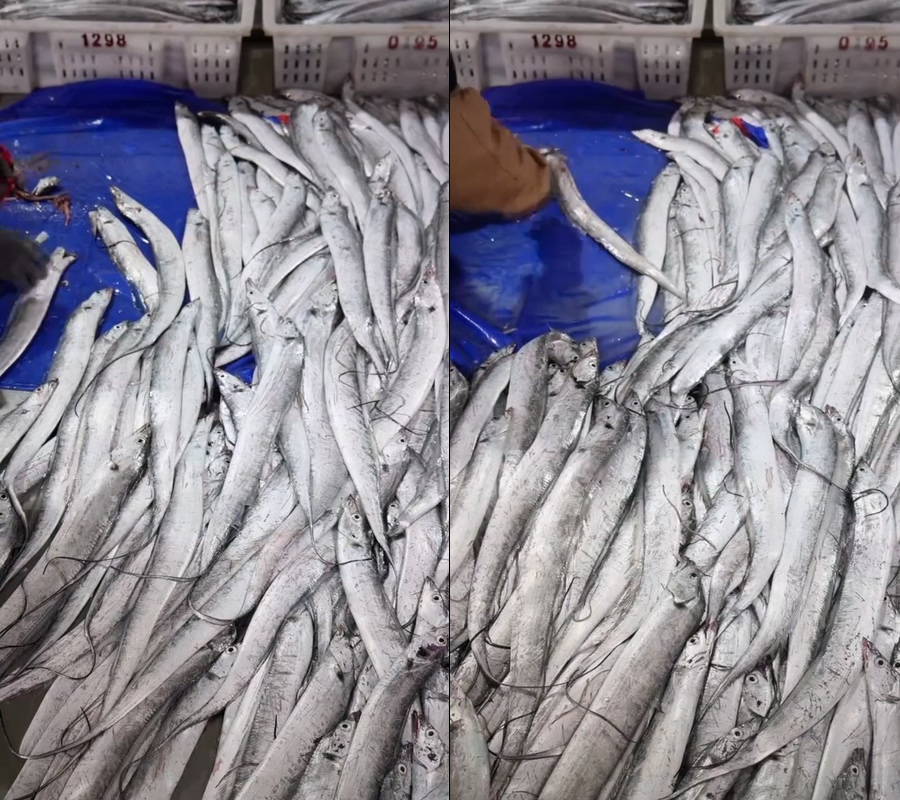 带鱼小眼油带整条带鱼视频直播带鱼视频