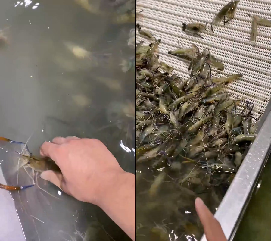 罗氏虾沼虾工厂大虾直播视频
