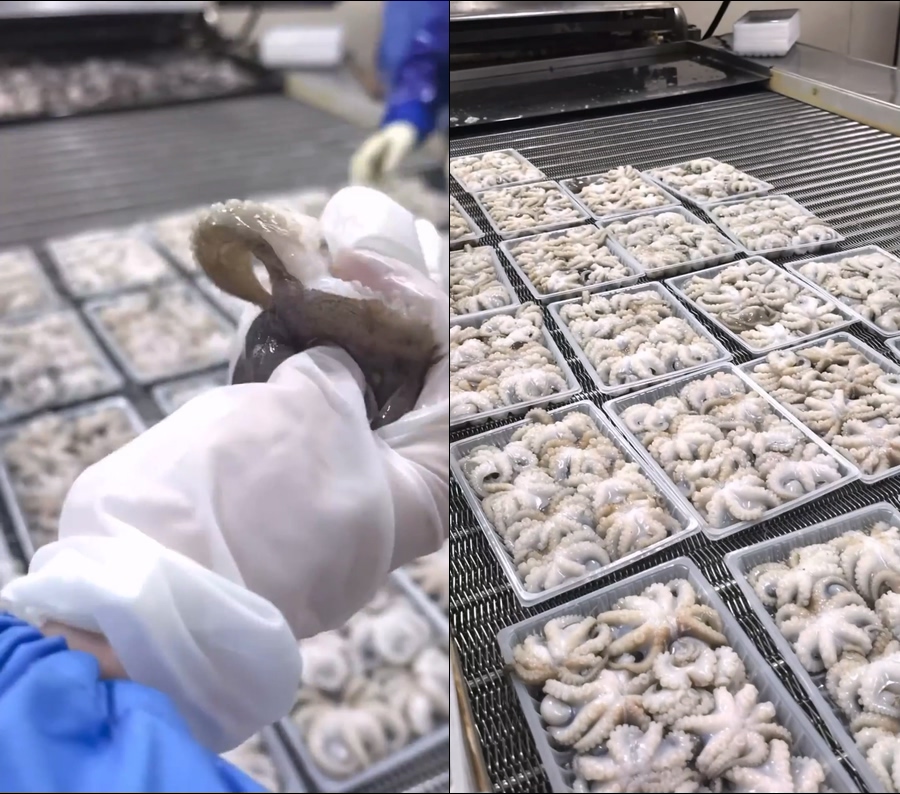 八爪鱼小鱿鱼迷你章鱼直播视频